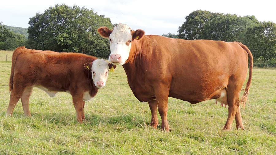 گاوی که با خوردن ماکارونی روزی ۲۰ لیتر شیر تولید می کند